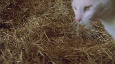 White Feral Cat walking through straw