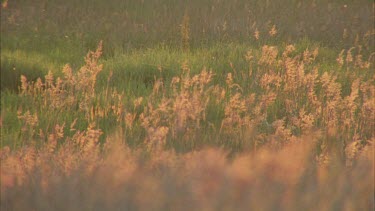 Tall grass blowing in the wind