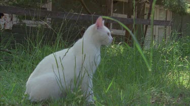 White Feral Cat sitting in the grass