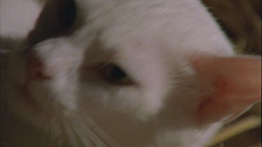 Close up of white Feral Cat snarling