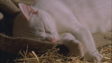 White Feral Cat sleeping