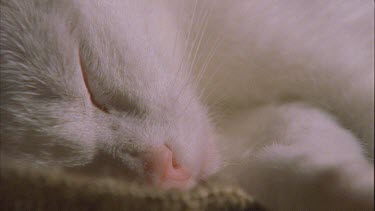 Close up of white Feral Cat sleeping