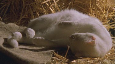 White Feral Cat feet sleeping on straw