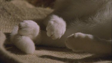 Close up of white Feral Cat feet while sleeping