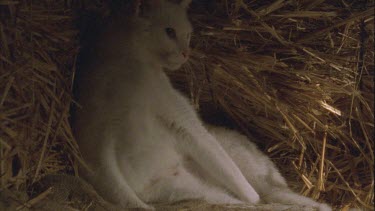 White Feral Cat lying in straw