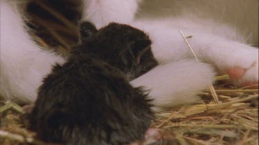 Newborn black Feral Cat kitten