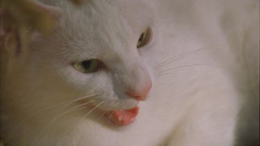 Close up of a white Feral Cat