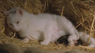 White Feral Cat and kitten lying in straw