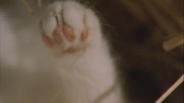 Close up of white Feral Cat paw