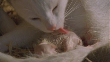 White Feral Cat cleaning her kitten
