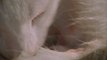Close up of white Feral Cat cleaning its paw