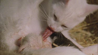 White Feral Cat eating with her black kitten