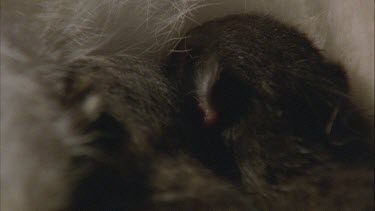 Close up of black Feral Cat kittens nursing