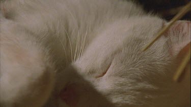Close up of white Feral Cat resting