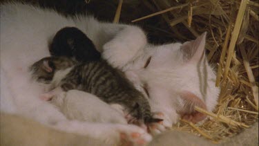 Feral Cat kittens nursing
