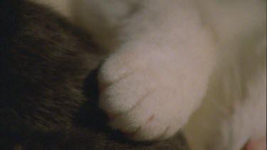Close up of black Feral Cat kitten
