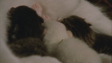 Close up of Feral Cat kittens nursing
