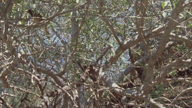 Western Bowerbird perched in a tree