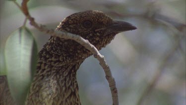 Close up of Western Bowerbird perched in a tree