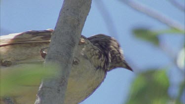 Close up of Western Bowerbird perched in a tree