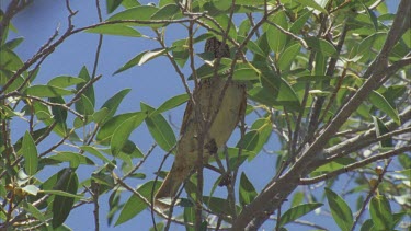 Western Bowerbird perched in a tree