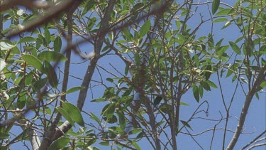 Western Bowerbird taking off from a tree