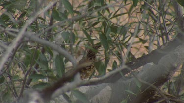 Western Bowerbird perched in a tree