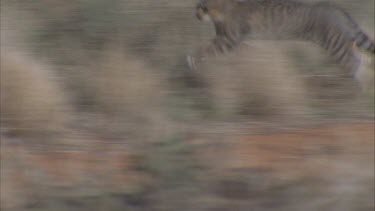 Feral Cat prowling in dry grass