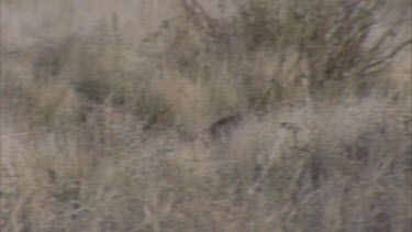 Feral Cat running in dry grass