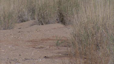 Feral Cat in dry grass