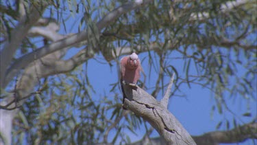 Galah perched in a tree