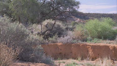 Dry landscape