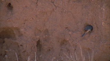 Red-backed Kingfisher flying to and from a hole in a rock wall