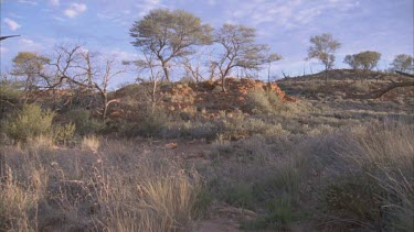 Dry landscape