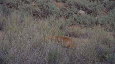 Dingo walking through dry grass