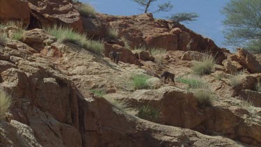 Feral Cats on a rock wall