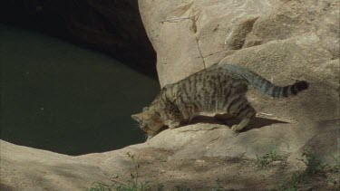 Feral Cat by a water-filled rock pool