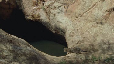 Feral Cat by a water-filled rock pool