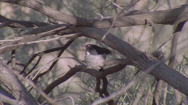 Willie Wagtail perched in a tree