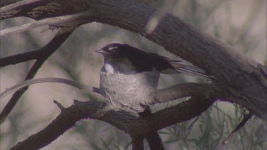 Willie Wagtail perched in a tree