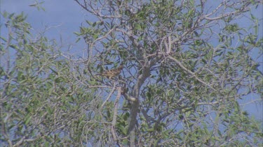 Western Bowerbird taking off from a tree