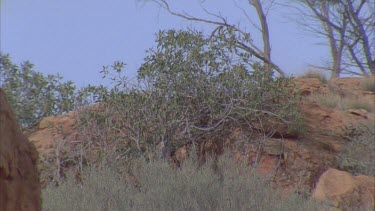 Western Bowerbird hidden in dry undergrowth