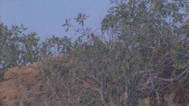 Western Bowerbird hidden in dry undergrowth