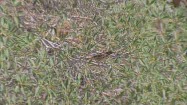 Western Bowerbird hidden in tree branches