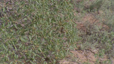 Western Bowerbird hidden in tree branches