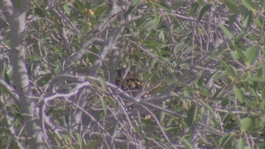 Western Bowerbird hidden in tree branches