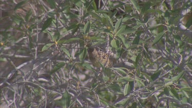 Western Bowerbird in tree branches