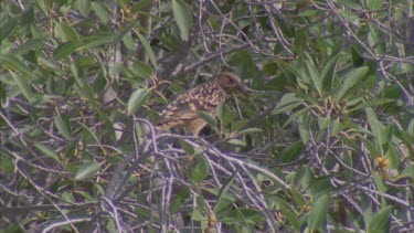 Western Bowerbird hidden in tree branches