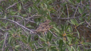 Western Bowerbird hidden in tree branches