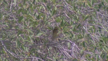 Western Bowerbird hidden in tree branches